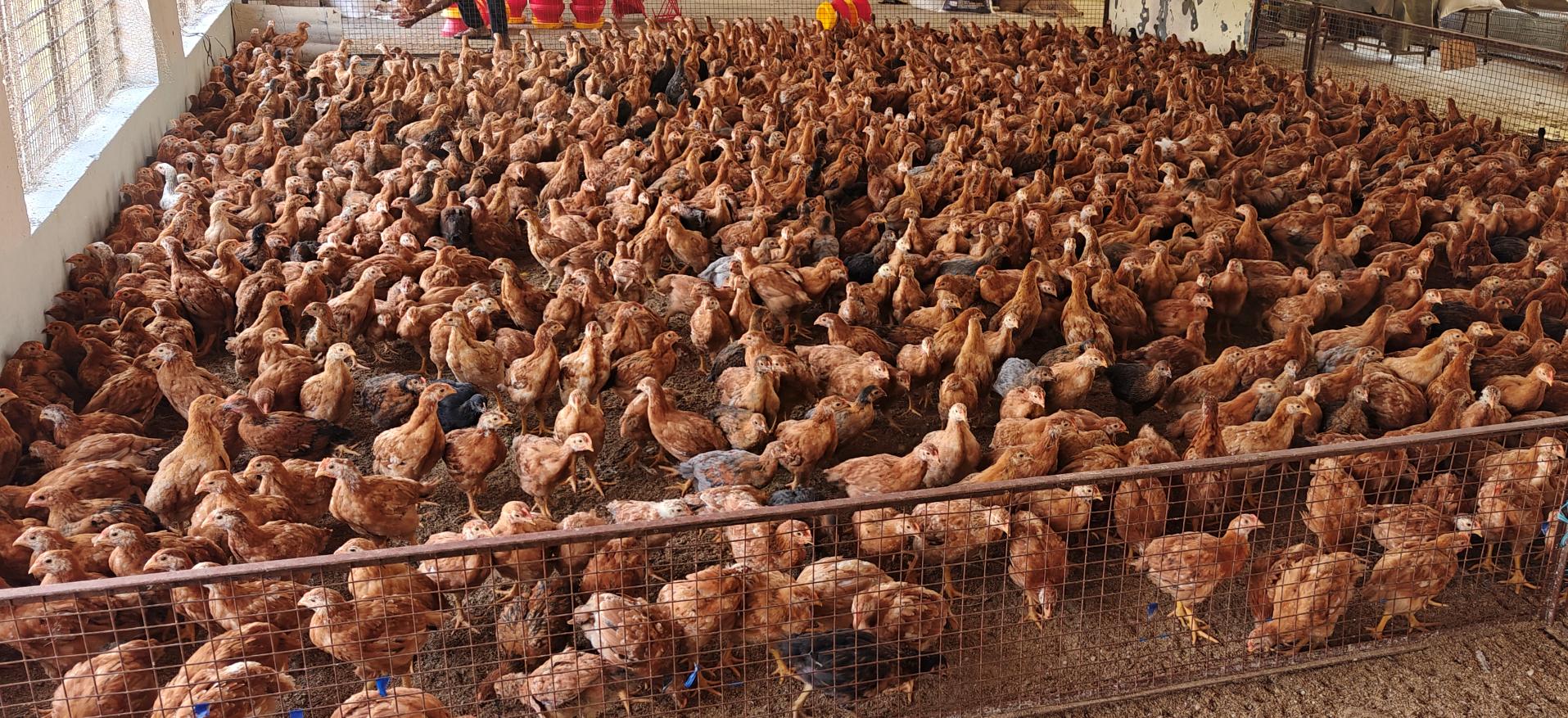 Poultry Science Desi Birds Unit0